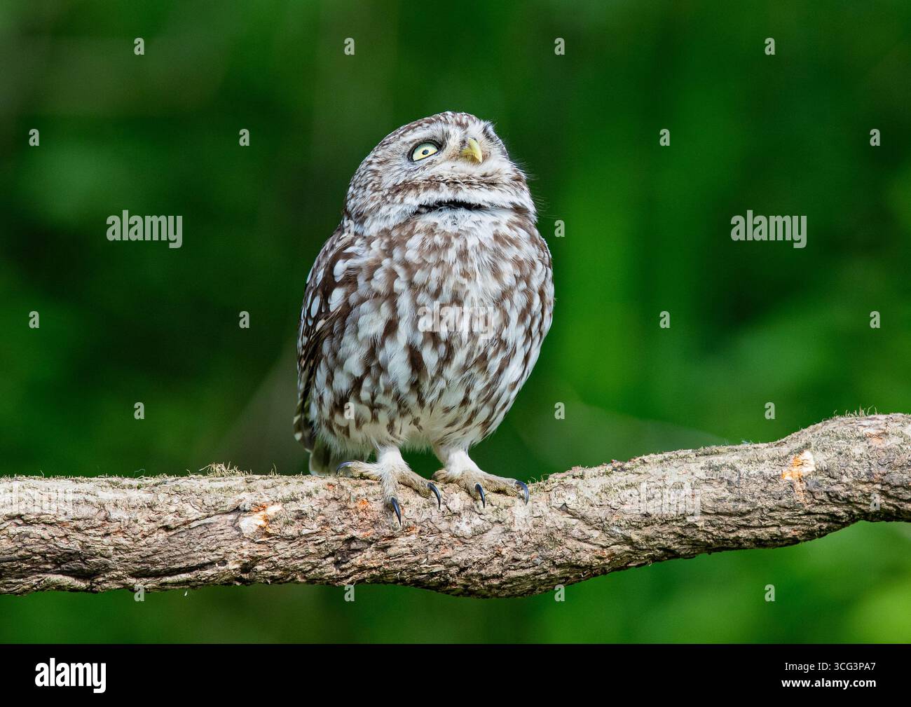 Un portrait détaillé d'une petite chouette ( Athene noctua) regardant vers le haut avec de grands yeux pour repérer le danger . Prise sur fond vert clair. , Kent Royaume-Uni Banque D'Images Un portrait détaillé d'une petite chouette ( Athene noctua) regardant vers le haut avec de grands yeux pour repérer le danger . Prise sur fond vert clair. , Kent Royaume-Uni Banque D'Images
