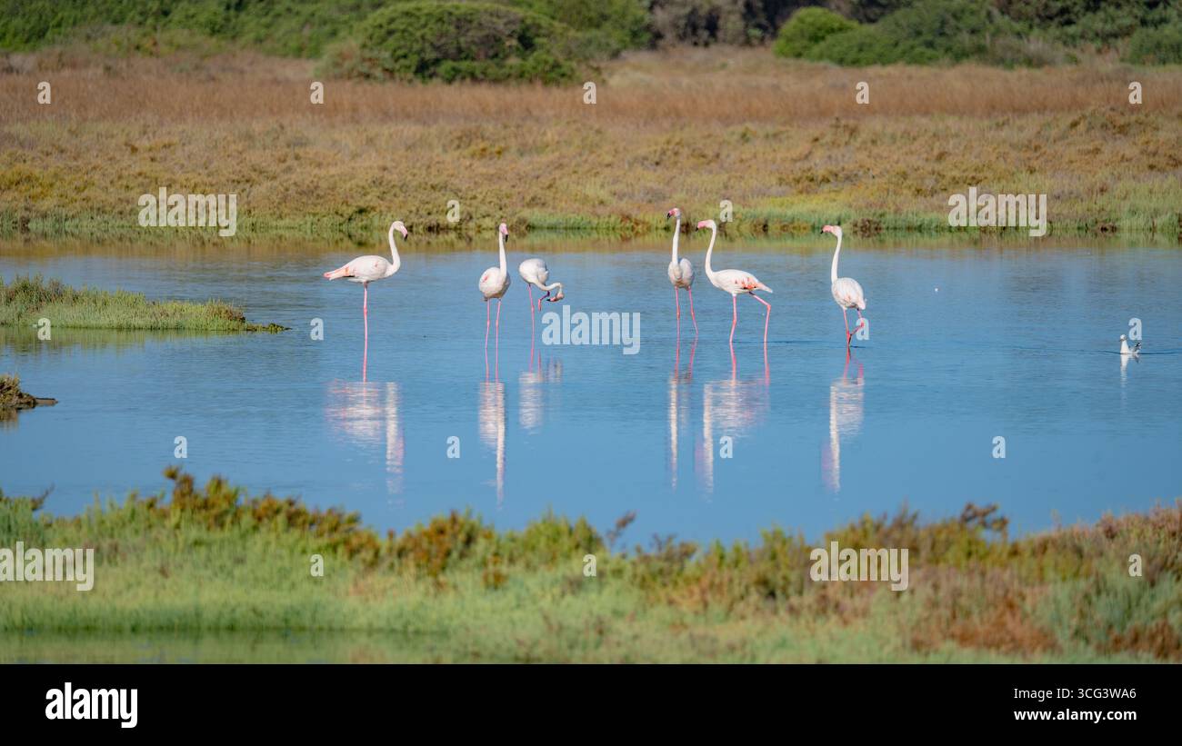 Flamants roses sauvages se reposant et se nourrissant dans un lagon paisible aux reflets naturels Banque D'Images