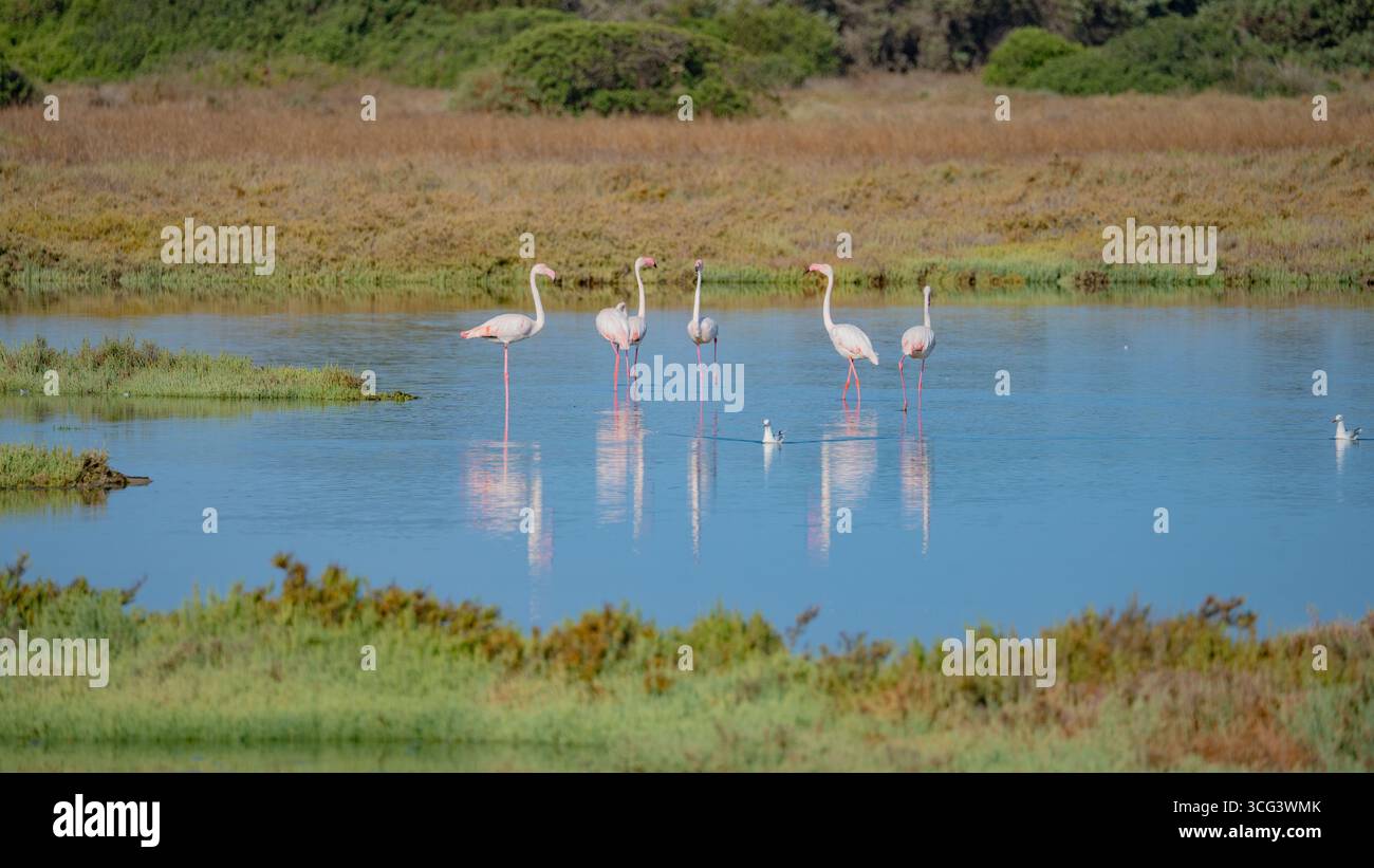 Flamants roses sauvages se reposant et se nourrissant dans un lagon paisible aux reflets naturels Banque D'Images