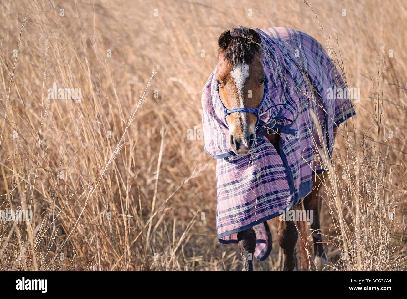 cheval dans la couverture de manteau tartan, marchant à travers le champ d'herbe dorée, style de vie rural Banque D'Images