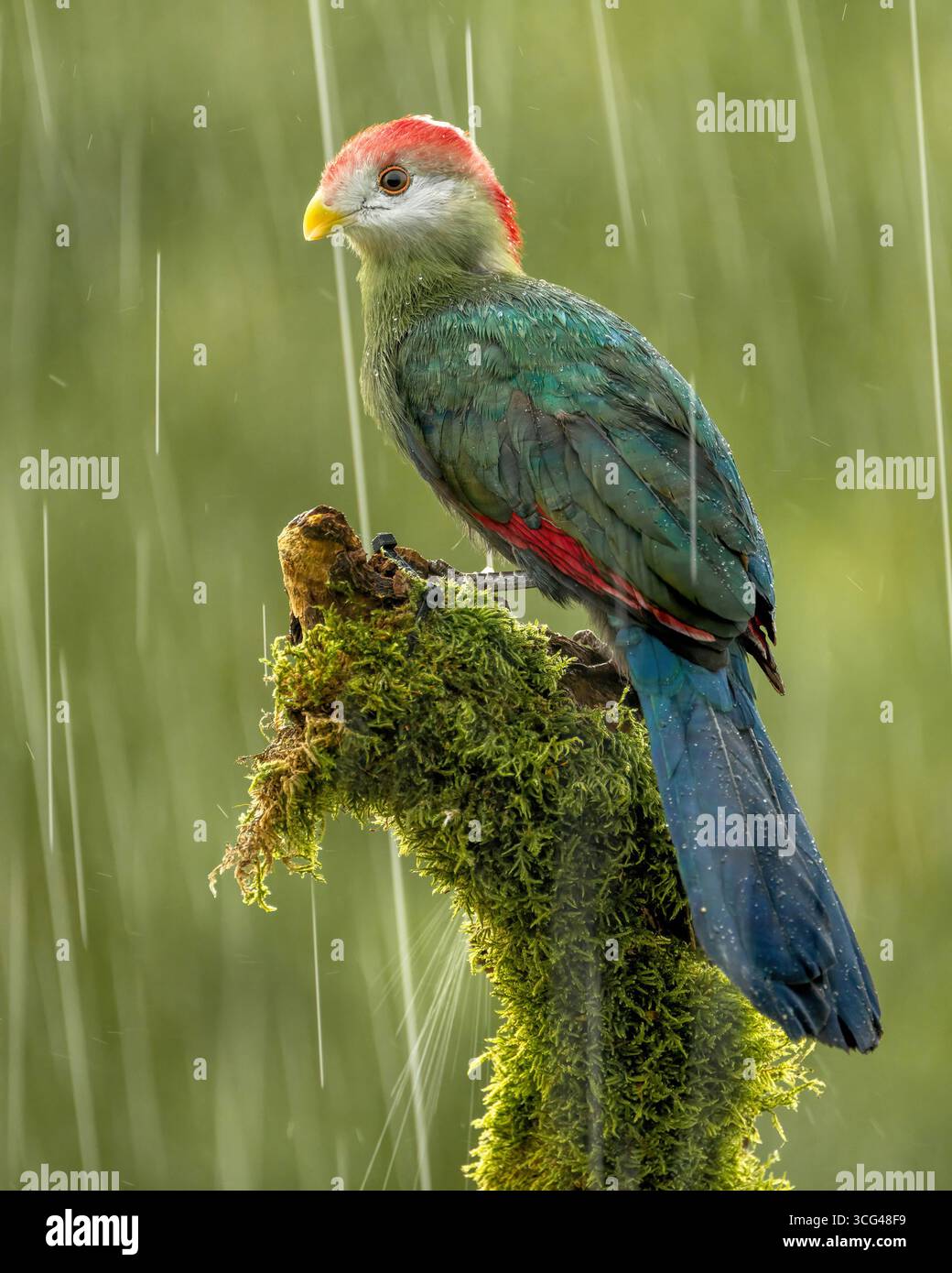 Grand turaco bleu (Corythaeola cristata) oiseau tropical exotique perché sur une branche moussue sous la pluie Banque D'Images