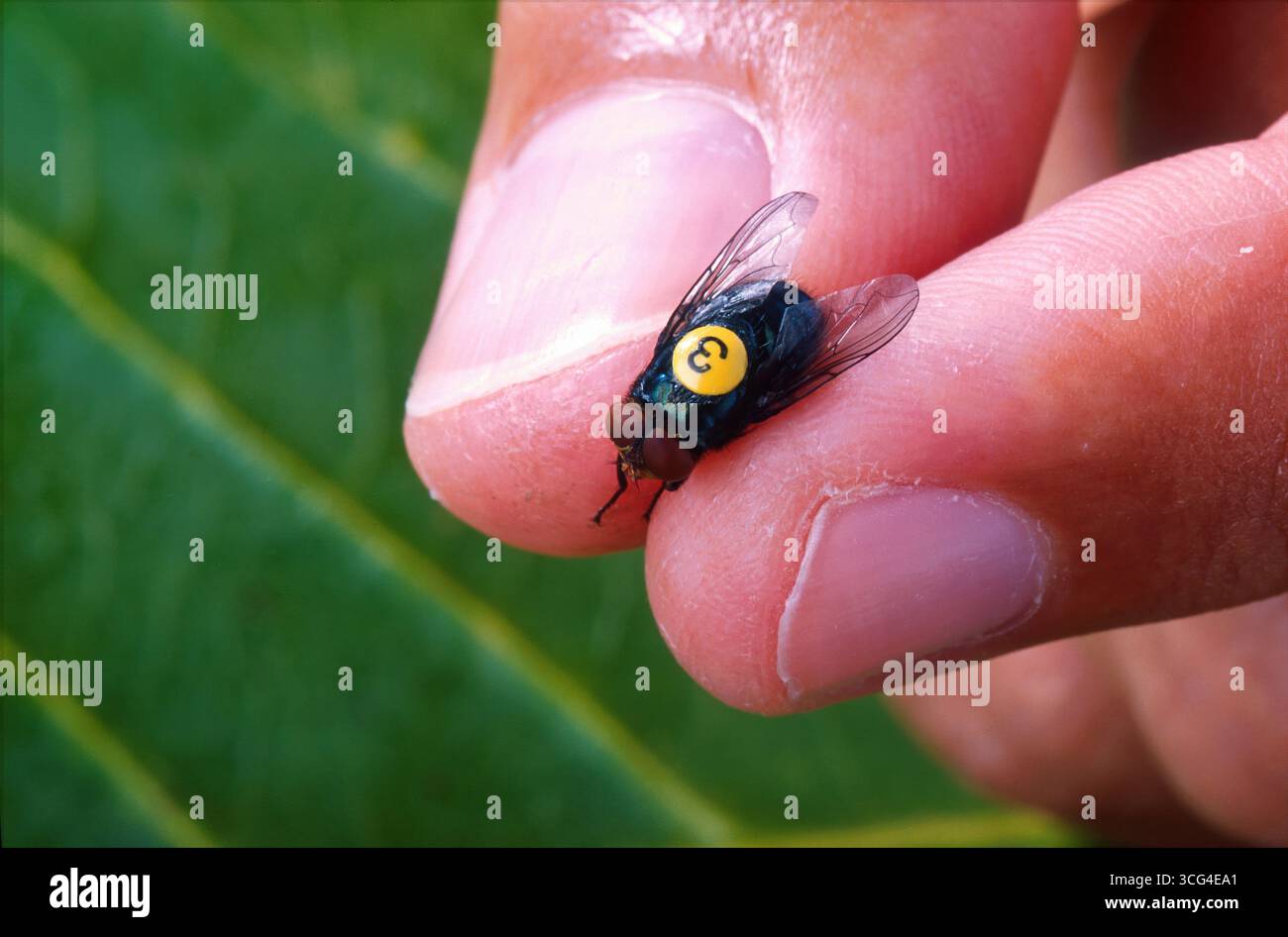 Washington, États-Unis d'Amérique. 25 août 2013. Un scientifique agricole tient une mouche mâle stérile marquée d'une étiquette numérotée pour étudier la dispersion des mouches dans le cadre des efforts d'éradication de la technique des insectes stériles par le Département de l'agriculture. Le parasite mangeur de chair, que l'on pensait avoir éliminé de l'Amérique du Nord, est réapparu. Crédit : Peggy Greb/USDA photo/Alamy Live News Banque D'Images