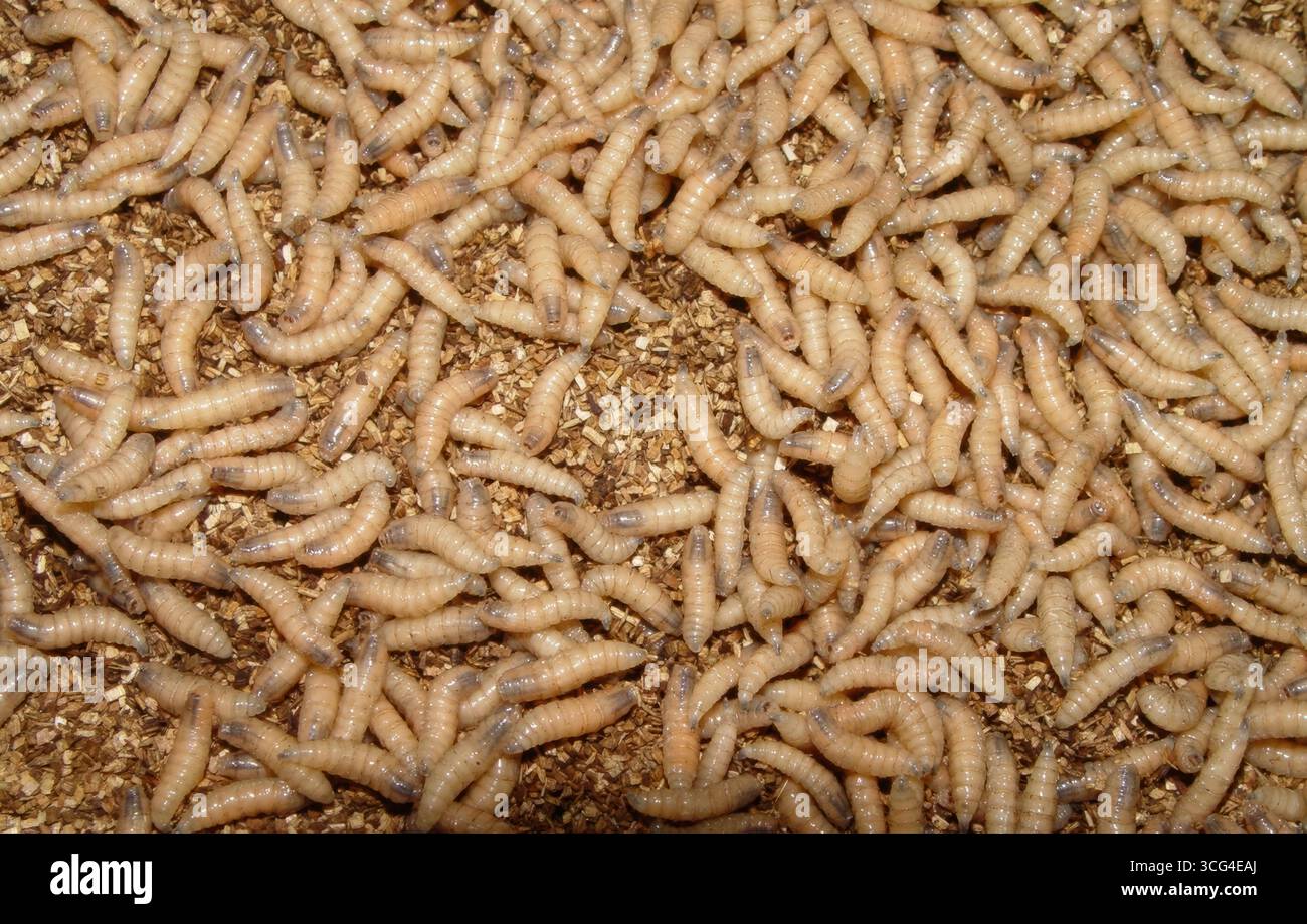 Beltsville (États-Unis d'Amérique). 26 août 2013. Un gros plan montrant des larves vivantes de ver, qui infectent et enfouissent à travers la chair d'animaux vivants à sang chaud. Le parasite mangeur de chair, que l'on pensait avoir éliminé de l'Amérique du Nord, est réapparu. Crédit : Beltsville Agricultural Research/USDA photo/Alamy Live News Banque D'Images