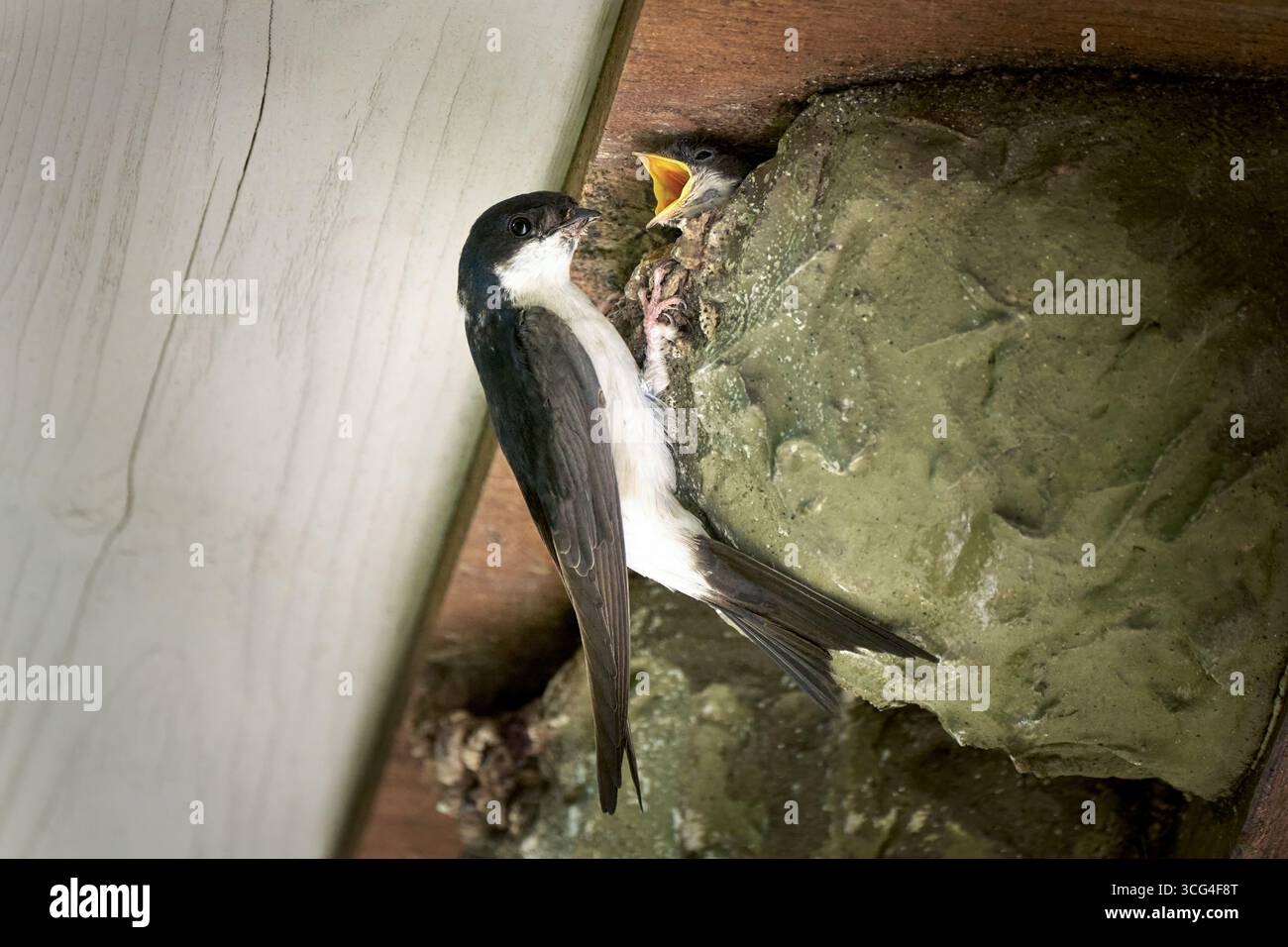 Maison Martin (Delichon urbicum) au nid près de son jeune oiseau affamé Banque D'Images
