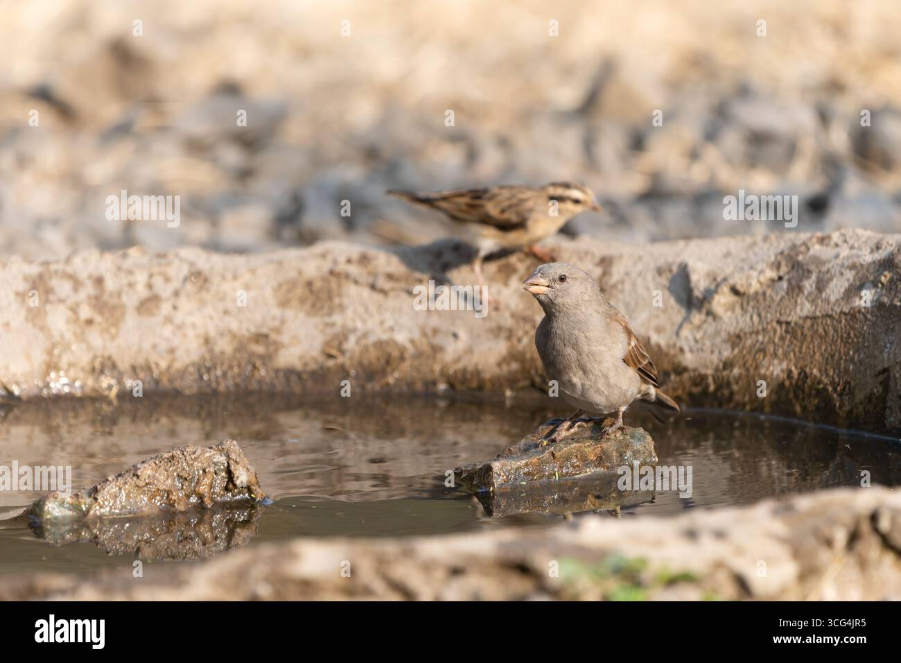 Le moineau à tête grise du Nord (passer griseus), également connu sous le nom de moineau à tête grise, est une espèce d'oiseau de la famille des moineaux Passeridae et femelle Banque D'Images