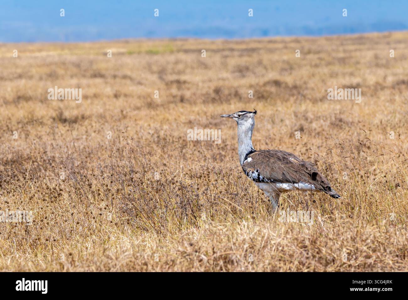 Outarde Kori (Ardeotis kori). Ce grand oiseau habite les plaines à herbes courtes dans l'ensemble de l'Afrique orientale et australe. Il peut atteindre plus de un mètre de hauteur Banque D'Images