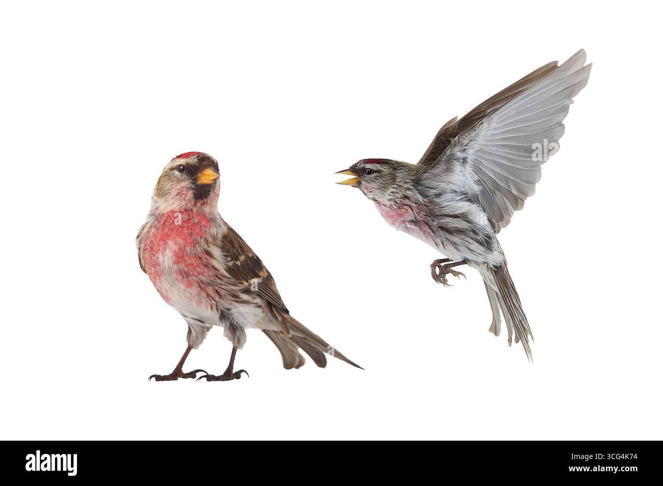 Redpoll commun isolé sur fond blanc Banque D'Images