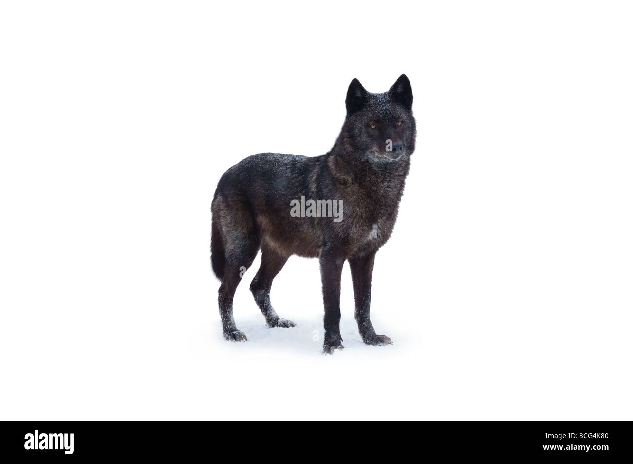 Loup noir canadien debout dans la neige isolé sur fond blanc Banque D'Images
