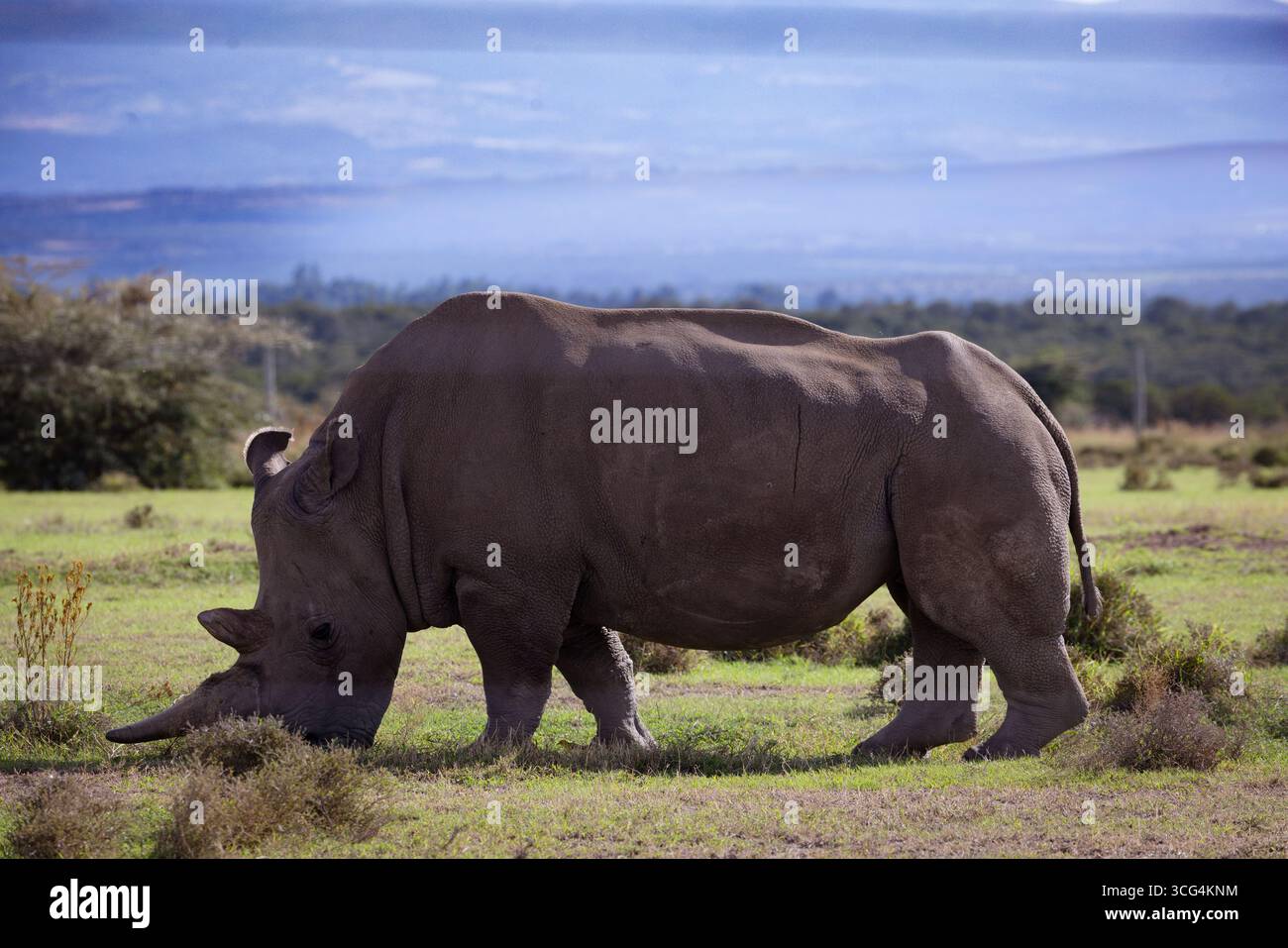 Rhinocéros blancs, également connu sous le nom de rhinocéros blancs ou rhinocéros à lèvres carrées (Ceratotherium simum), à la conservation ol Pejeta et au sanctuaire des rhinocéros Banque D'Images