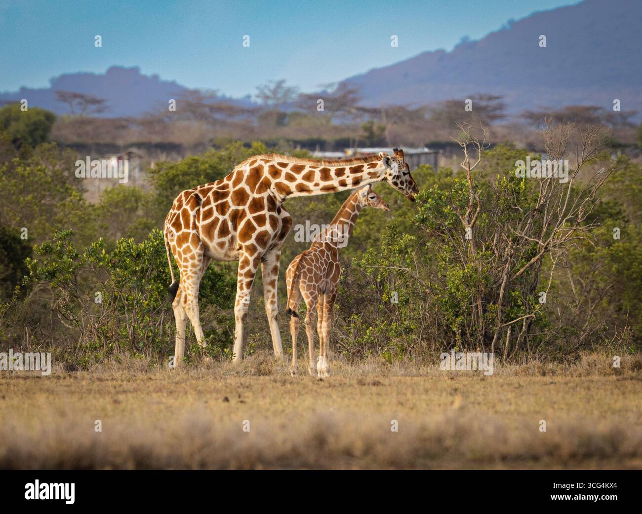 La girafe réticulée dans les prairies de l'ol Pejeta Conservancy est une réserve de conservation de la faune sauvage à but non lucratif de 360 km2 (140 miles carrés) dans le centre du Kenya Laikipia Banque D'Images