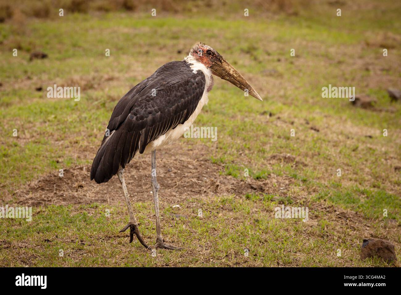 La cigogne de marabou (Leptoptilos crumenifer) au ranch de Solio est une entreprise privée de conservation de la faune située dans la province centrale du Kenya près de Naro moru, au Ke Banque D'Images