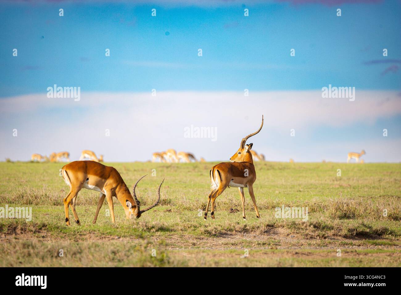 Impala (Aepyceros melampus) de l'ol Pejeta Conservancy est un centre de conservation de la faune sauvage à but non lucratif de 360 km2 (140 miles carrés) dans le centre du Kenya Laikipia Coun Banque D'Images