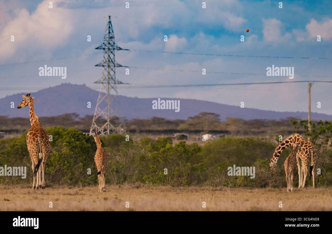 La girafe réticulée dans les prairies de l'ol Pejeta Conservancy est une réserve de conservation de la faune sauvage à but non lucratif de 360 km2 (140 miles carrés) dans le centre du Kenya Laikipia Banque D'Images