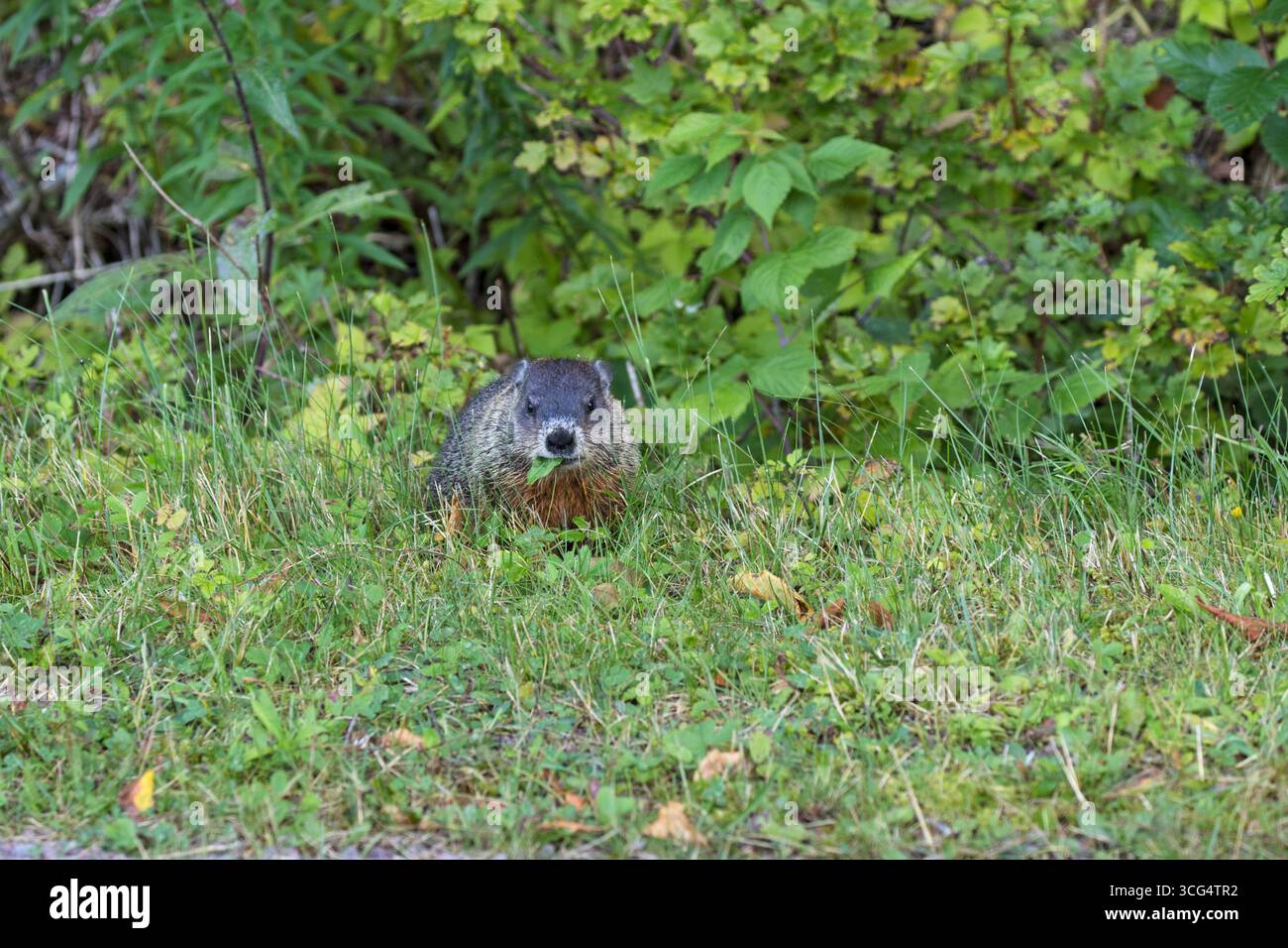 Marmota monax de marmotte sur le bord de l'herbe à côté de la route de Wolfe point près d'Alma Nouveau-Brunswick Canada août 2016 Banque D'Images