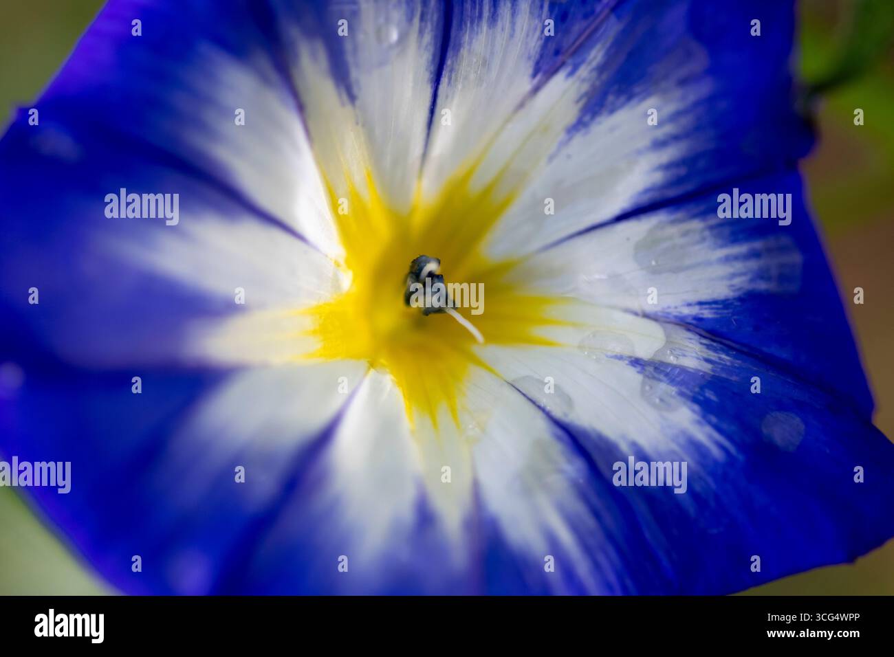 Gloire matinale naine - Convolvulus Tricolor Banque D'Images