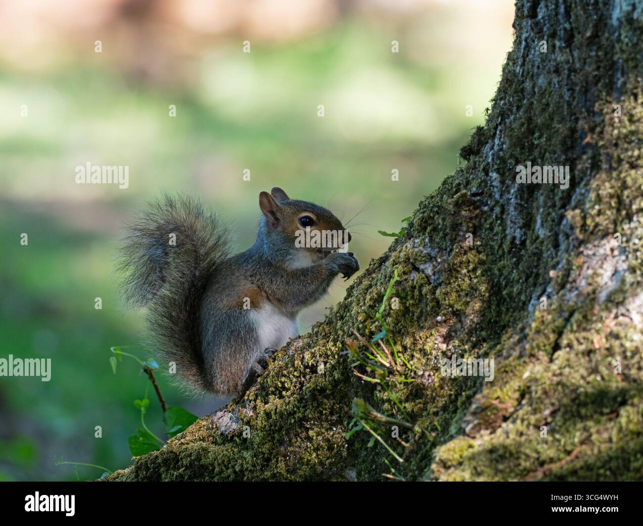 Écureuil gris Sciurus carolinensis sur un tronc d'arbre se nourrissant, Wootton Coppice, New Forest National Park, Hampshire, Angleterre, Royaume-Uni, mai 2020 Banque D'Images