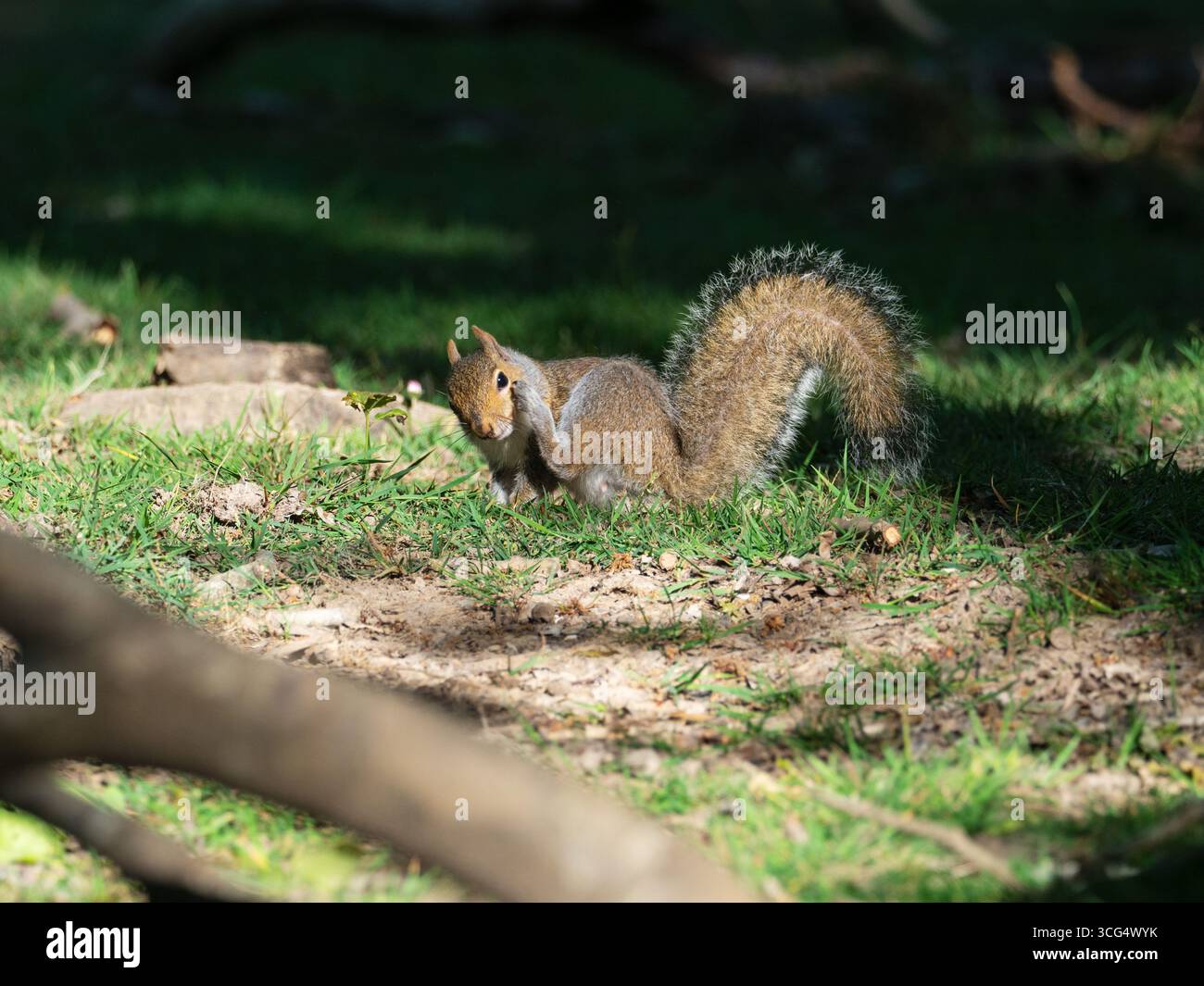 Écureuil gris Sciurus carolinensis Scratching, Wootton Coppice, New Forest National Park, Hampshire, Angleterre, Royaume-Uni, mai 2020 Banque D'Images