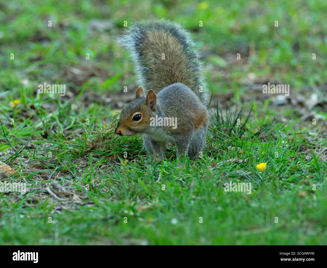 Écureuil gris Sciurus carolinensis sur le sol boisé, Wootton Coppice, New Forest National Park, Hampshire, Angleterre, Royaume-Uni, mai 2020 Banque D'Images