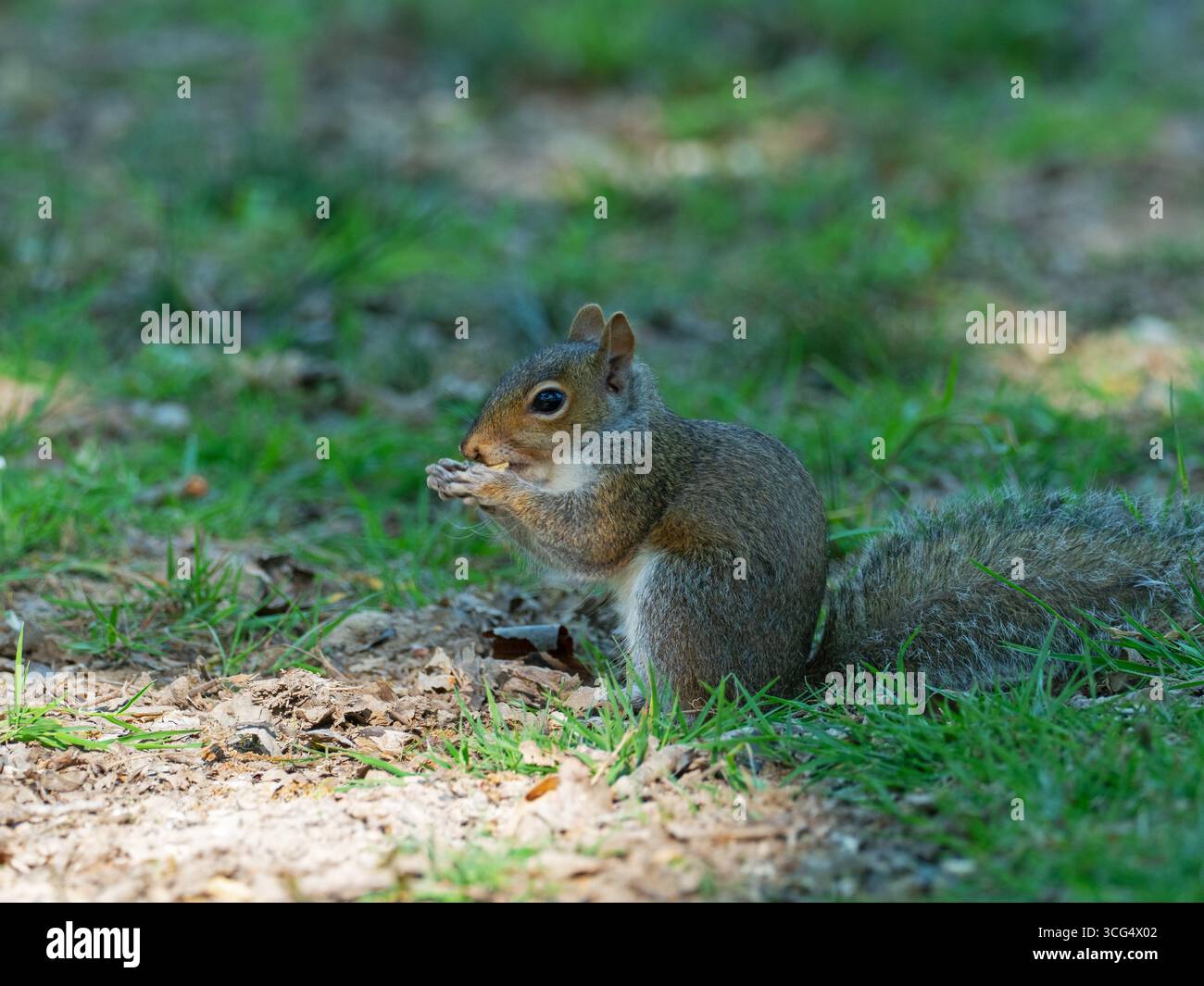 Écureuil gris Sciurus carolinensis se nourrissant sur le sol boisé, Wootton Coppice, New Forest National Park, Hampshire, Angleterre, Royaume-Uni, mai 2020 Banque D'Images