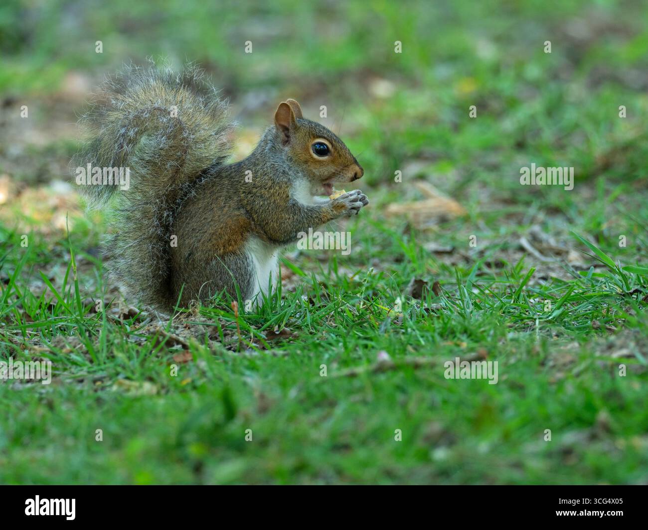 Écureuil gris Sciurus carolinensis se nourrissant sur le sol boisé, Wootton Coppice, New Forest National Park, Hampshire, Angleterre, Royaume-Uni, mai 2020 Banque D'Images