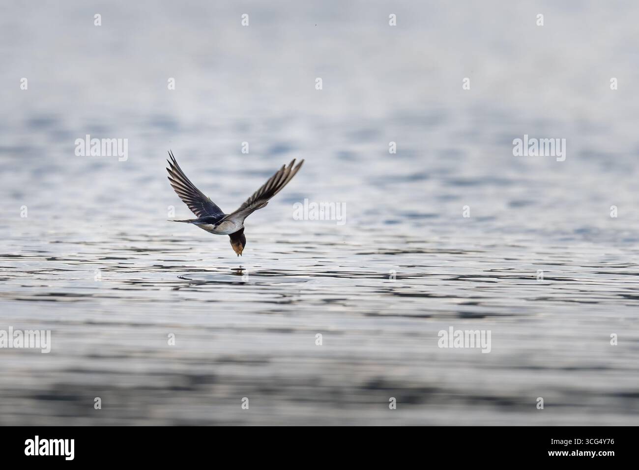 Hirondelle de grange (Hirundo rustica) survolant un loch pour boire, Angus, Écosse Banque D'Images