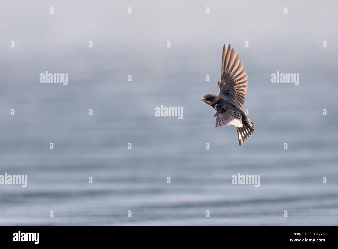 Hirondelle de grange (Hirundo rustica) survolant un loch, Angus, Écosse Banque D'Images