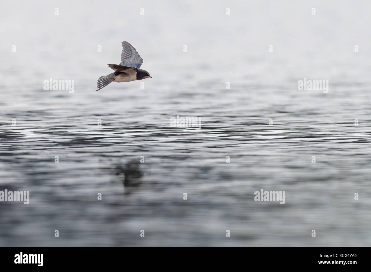 Hirondelle de grange (Hirundo rustica) survolant un loch, Angus, Écosse Banque D'Images
