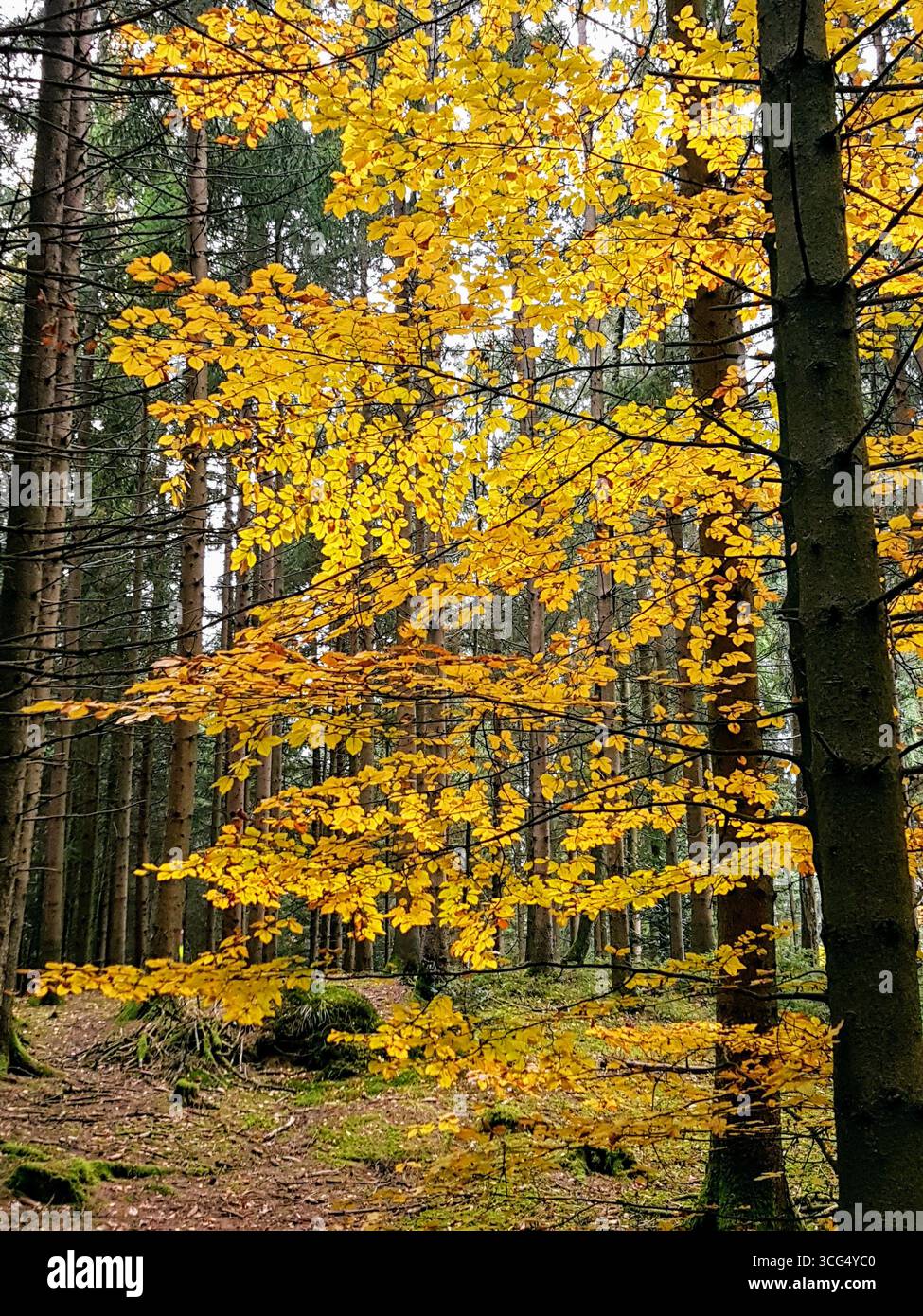 Arbre à feuilles caduques dorées dans une forêt dense avec des troncs sombres aux couleurs d'automne Banque D'Images Arbre à feuilles caduques dorées dans une forêt dense avec des troncs sombres aux couleurs d'automne Banque D'Images