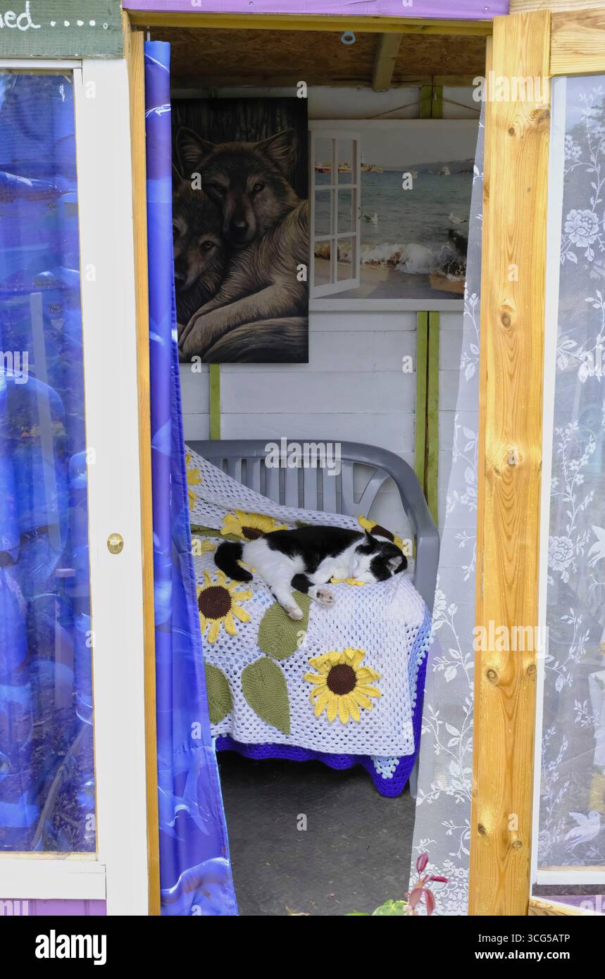 Chat noir et blanc dormant paisiblement sur un lit à l'intérieur d'une maison d'été colorée, avec une couverture de tournesol en crochet et un décor chaleureux. Banque D'Images