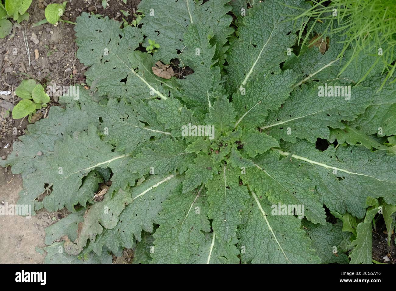 Rosette de fleurs sauvages de Twiggy Mullein (Verbascum virgatum) poussant dans un jardin d'allotissement, montrant des feuilles vertes distinctives Banque D'Images