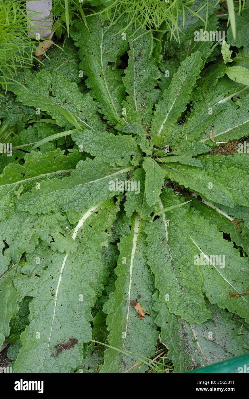 Rosette de fleurs sauvages de Twiggy Mullein (Verbascum virgatum) poussant dans un jardin d'allotissement, montrant des feuilles vertes distinctives Banque D'Images