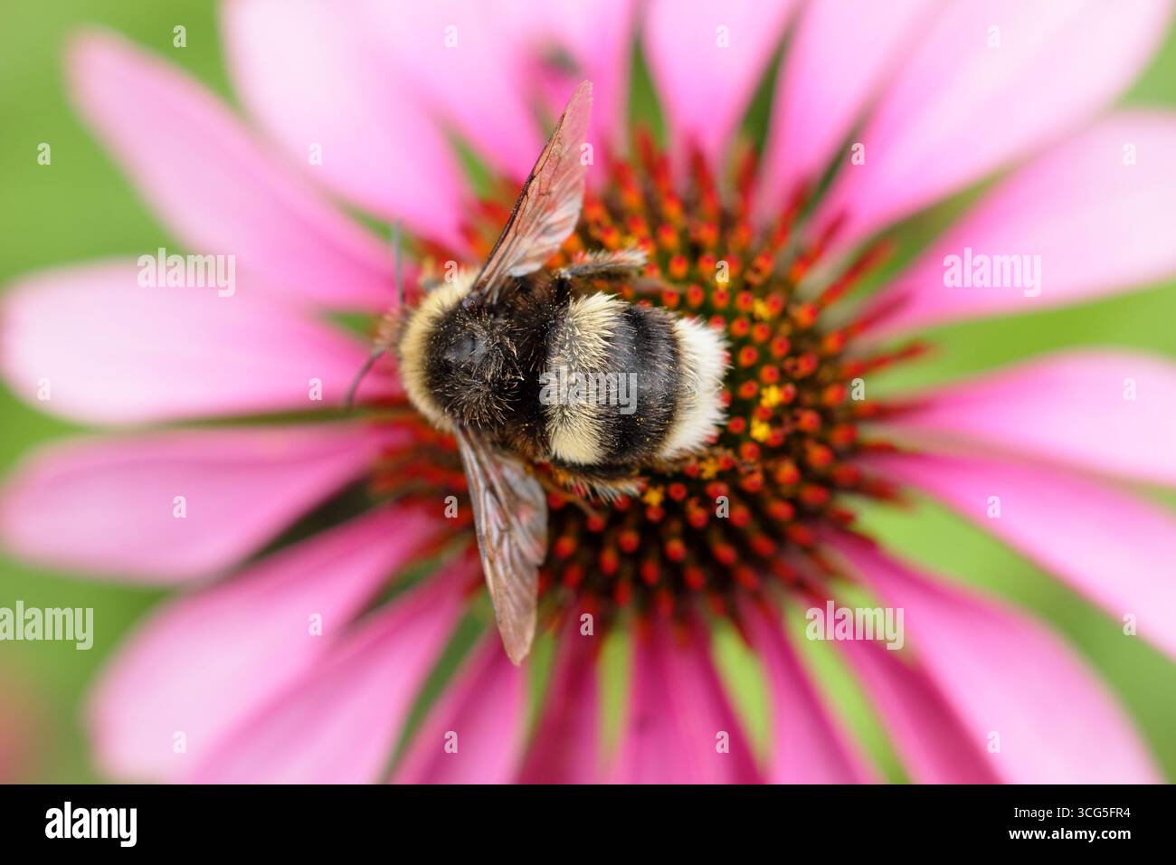 Bourdon sur fleur. Bourdon à queue blanche (Bombus lucorum), sur une fleur d'échinacée rose en été - août. ROYAUME-UNI Banque D'Images