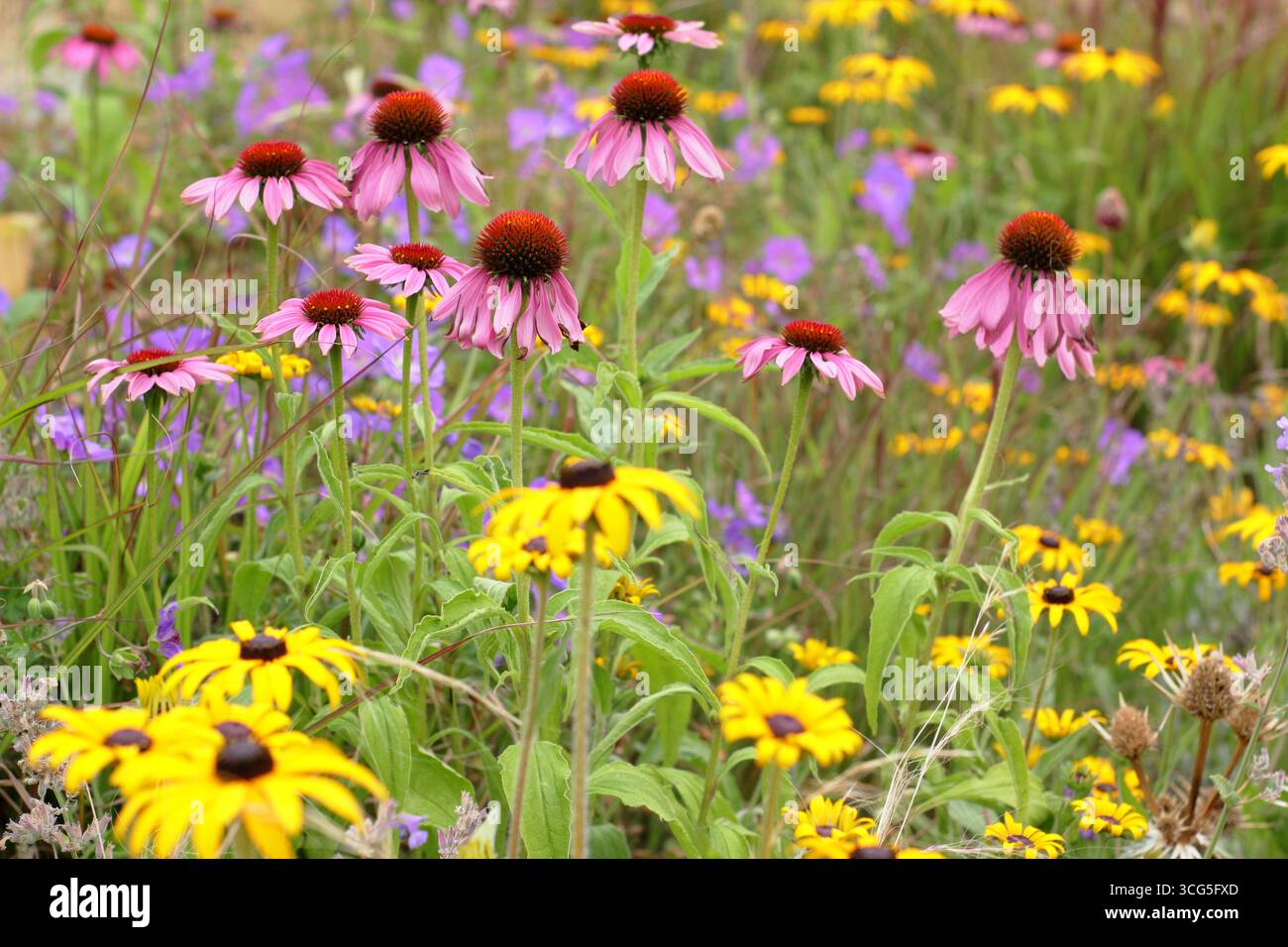 Plantation de jardin de gavel avec Rudbeckia fulgida var. jaune. Deamii, Echinacea rose Magnus, Geranium mauve Gerwat et Stipa tenuissima plumergrass Banque D'Images