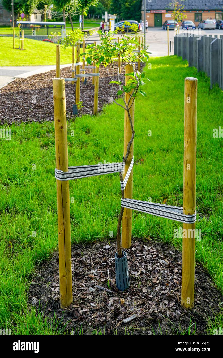 Un jeune arbre sécurisé avec des supports en bois et des sangles de protection dans un espace vert urbain paysagé, favorisant une croissance saine Banque D'Images