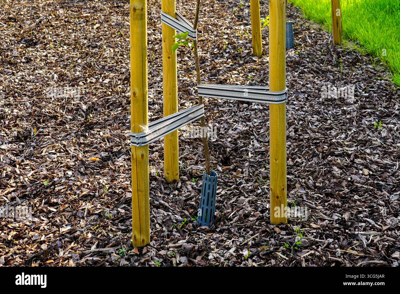 Un jeune arbre planté dans un sol de paillis, soutenu par des piquets en bois et des sangles pour la stabilité, favorisant le verdissement urbain sain et la croissance Banque D'Images