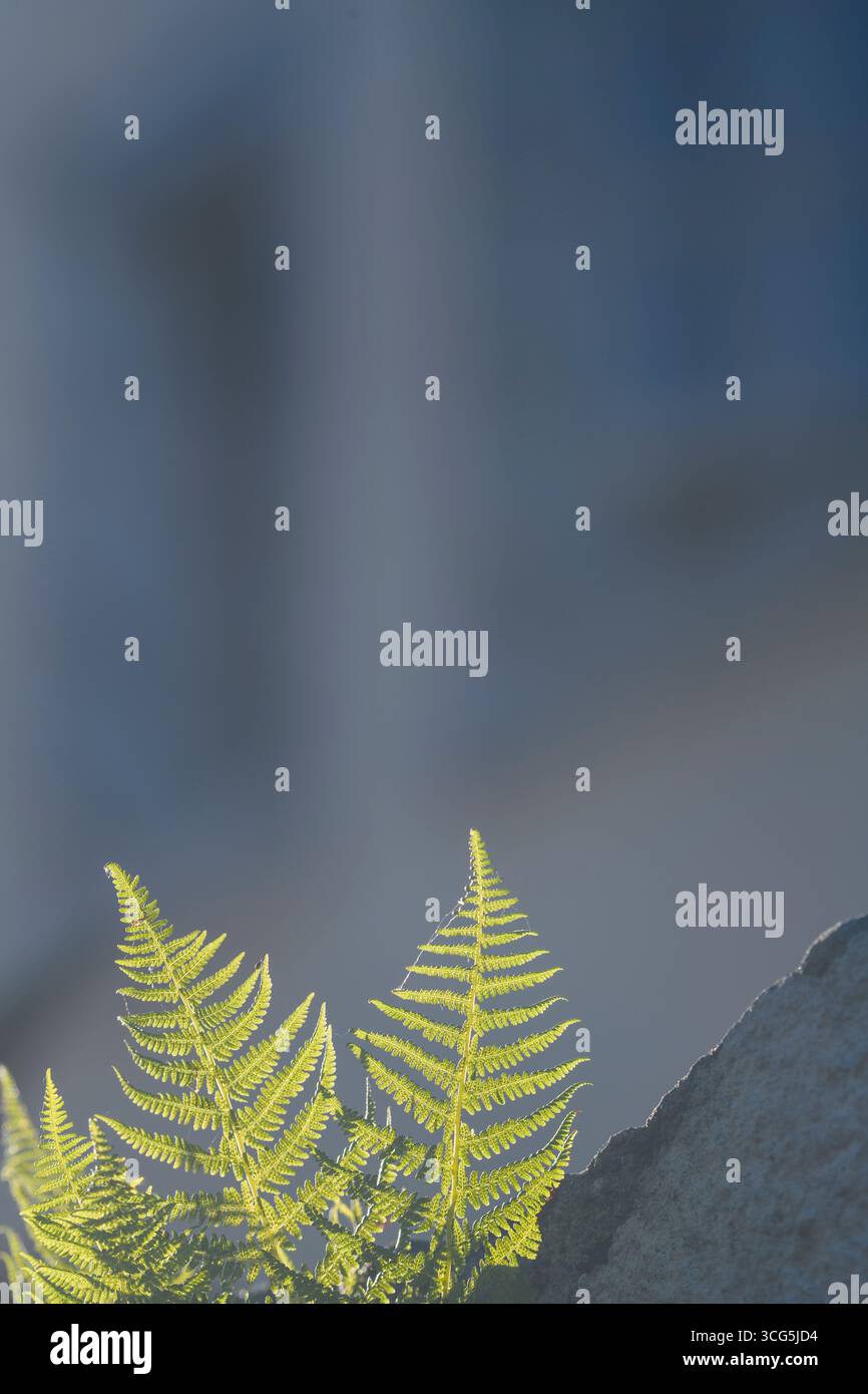 Une fougère verte vibrante prospère aux côtés d'un rocher gris texturé, mettant en valeur la beauté de la nature en Suède. Une lumière douce met en valeur les frondes délicates agai Banque D'Images