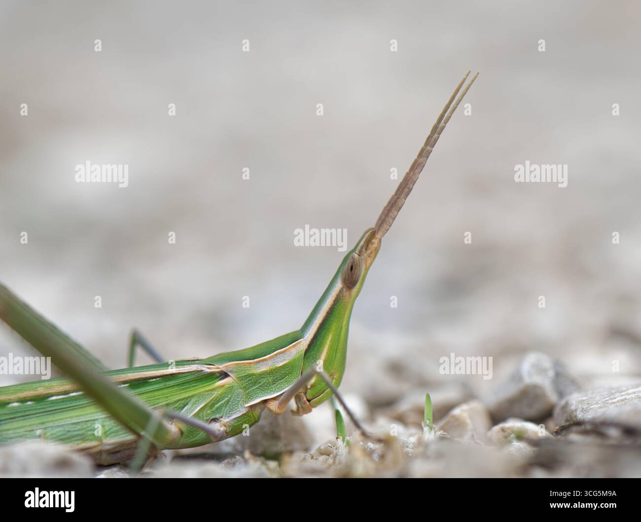 Sauterelle au nez / sauterelle méditerranéenne à face oblique (Acrida ungarica) Close up, province de Zadar, Croatie, septembre. Banque D'Images