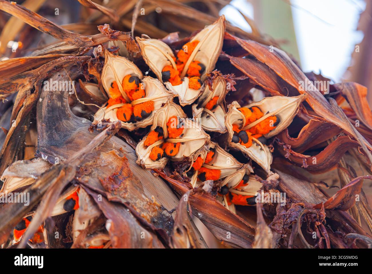 Les graines du palmier sagou sont de couleur orange avec un noyau noir, après floraison sur l'arbre. Banque D'Images