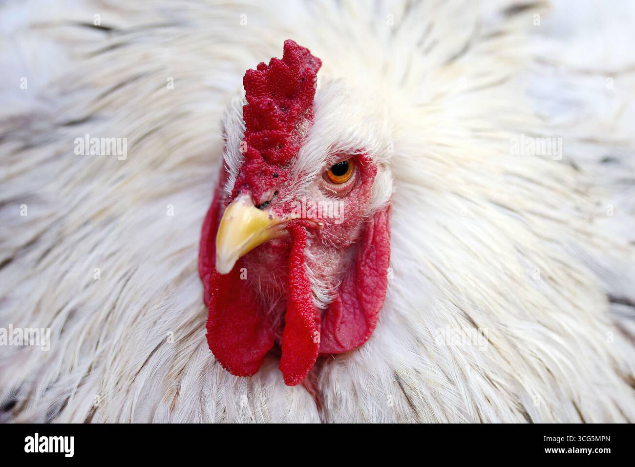 Coq blanc avec peigne rouge vif et hochet Banque D'Images