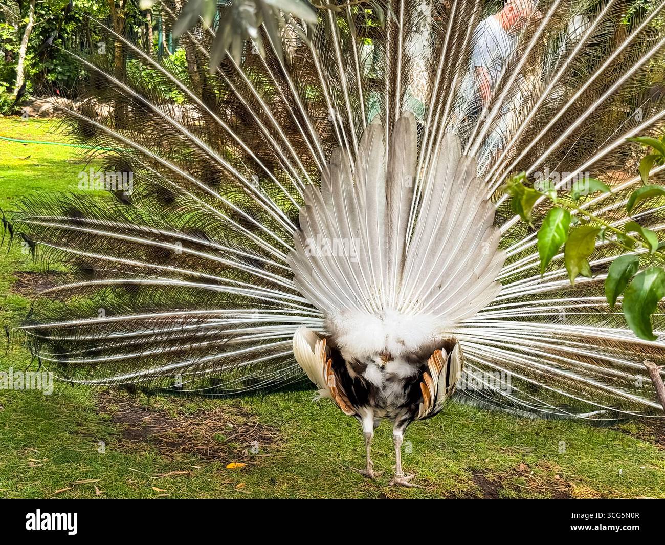 Vue arrière d'un paon présentant des plumes entièrement étalées. Perspective arrière, détails de queue et symétrie de plumage créant une observation unique de la faune Banque D'Images