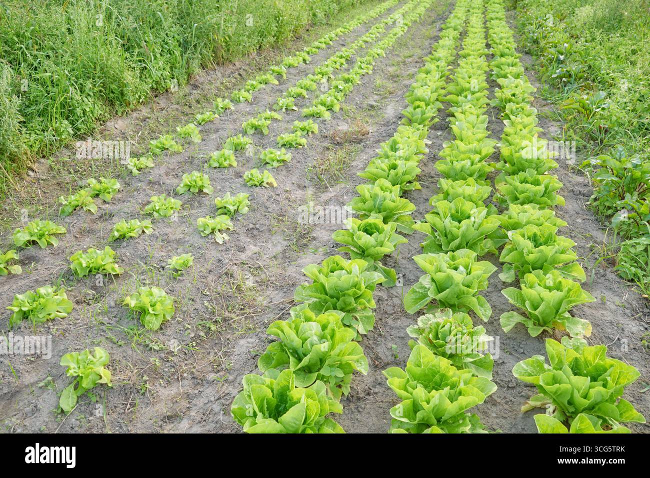 Photo d'une ferme maraîchère biologique, mise au point sélective. Banque D'Images