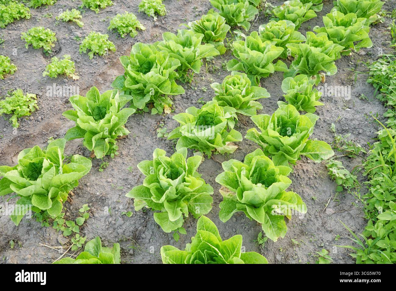 Photo d'une ferme maraîchère biologique, mise au point sélective. Banque D'Images