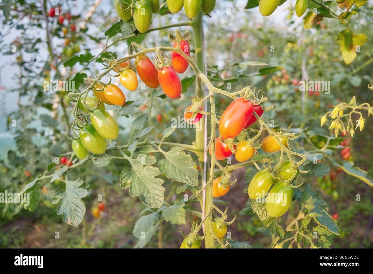 Tomates biologiques cultivées en serre, foyer sélectif. Banque D'Images