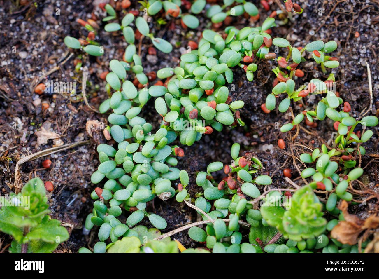 Jeunes plants de microtrèfle germinant dans le sol d'une pelouse de jardin en Pologne Banque D'Images