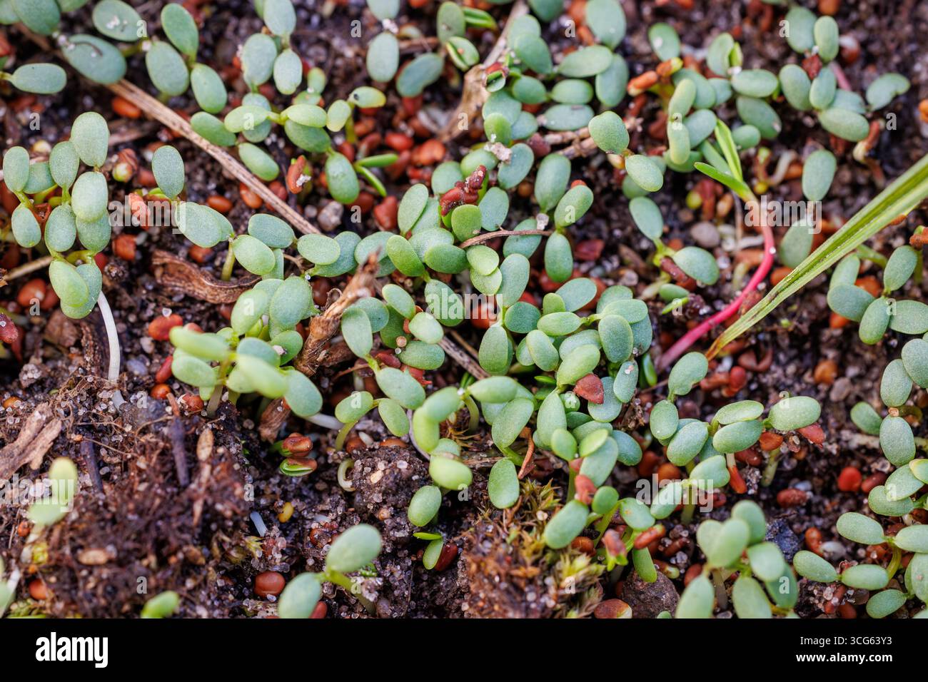 Jeunes plants de microtrèfle germinant dans le sol d'une pelouse de jardin en Pologne Banque D'Images
