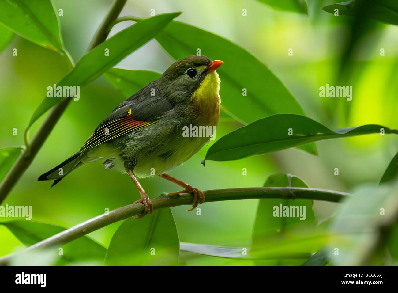 Leiothrix (Leiothrix lutea) oiseau à bec rouge sur Oahu, HI Banque D'Images