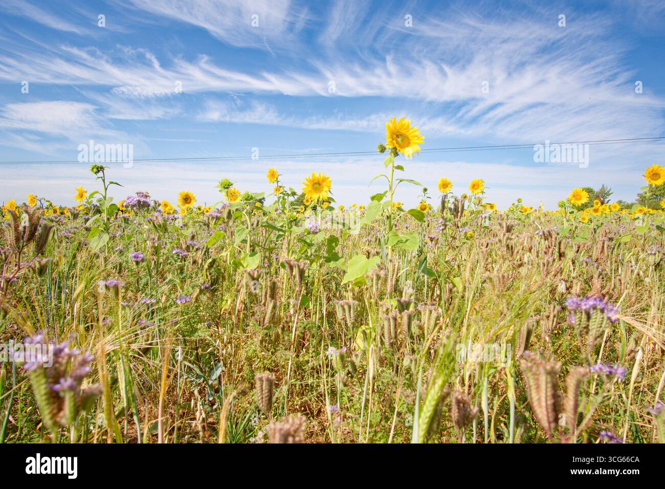 Hauts nuages de cirrus au-dessus d'un champ de tournesol Banque D'Images