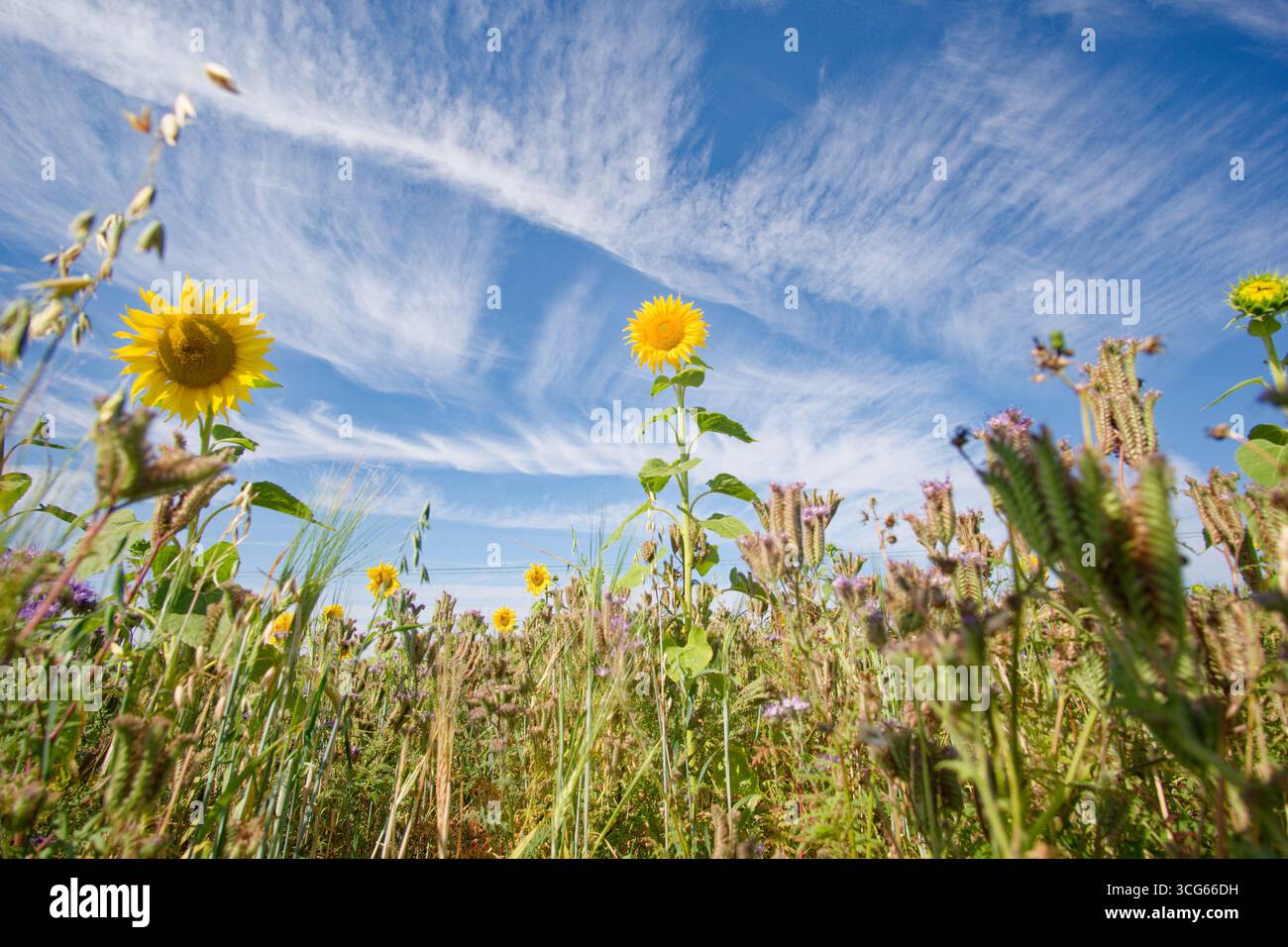 Hauts nuages de cirrus au-dessus d'un champ de tournesol Banque D'Images