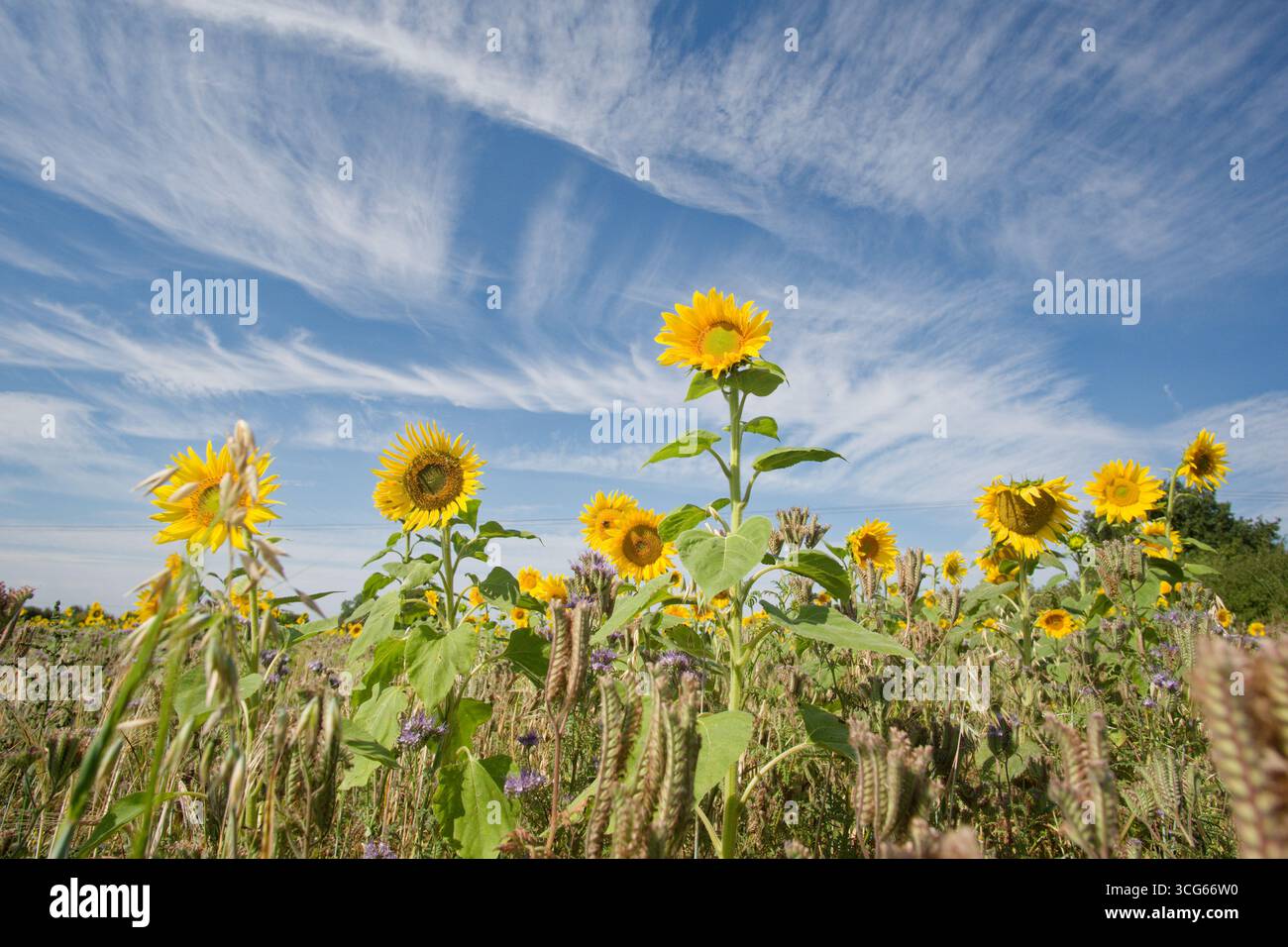 Hauts nuages de cirrus au-dessus d'un champ de tournesol Banque D'Images