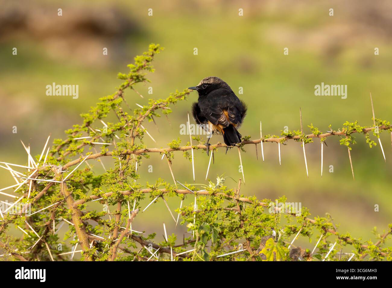 Un wheatar abyssinien mâle noir saisit Vachellia drepanolobium, l'épine sifflante dont les épines bulbeuses abritent les fourmis à travers les mosaïques de cratère Banque D'Images